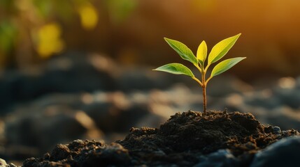 A small, vibrant plant pushing through rocky, barren soil, symbolizing the strength of hope and resilience, on blur background