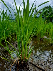 Close-up of Young Rice Plants in Paddy Field