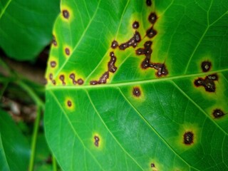 close up of green leaf