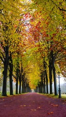 Naklejka premium autumn in the park mobile wallpaper