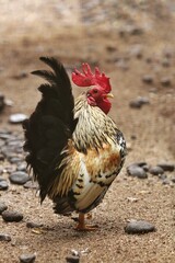 portrait of a male bantam chicken
