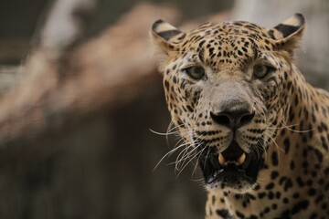close up of a leopard