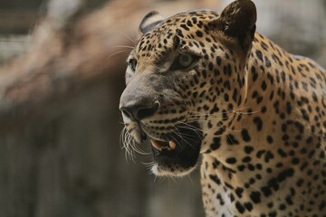 close up of a leopard