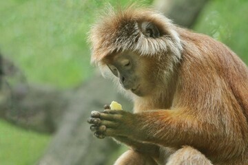 It looks like an ebony langur is praying