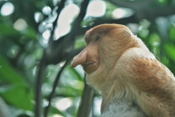 portrait of a nasalis larvatus