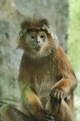 There is an ebony langur sitting quietly