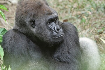 portrait of a silverback gorilla expression