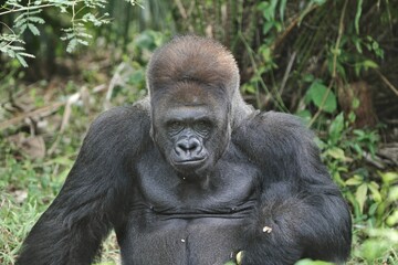 Obraz premium portrait of a silverback gorilla expression