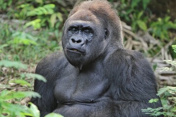 portrait of a silverback gorilla expression