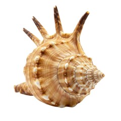 Obraz premium Spiky murex seashell isolated on white background
