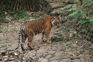 Sumatran tigers are seen roaming the bushes during the day