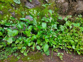 Lush Green Ground Cover and Moss