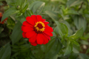 intense red rose blooming on its branches and nourished by the sun