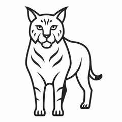 Fototapeta premium Bobcat on white background 