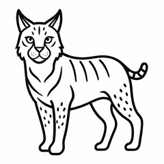 Bobcat on white background 