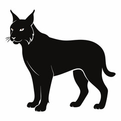 Bobcat on white background 