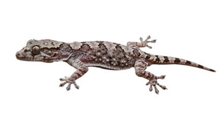 Detailed Closeup of a GreyishBrown Gecko with Dark Markings