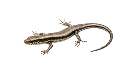Fototapeta premium Detailed Closeup of a Lizard with Intricate Scales