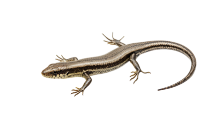 Detailed Closeup of a Lizard with Intricate Scales