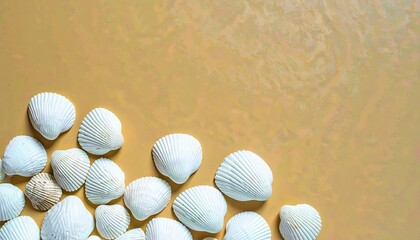 白い貝殻、コピースペース、