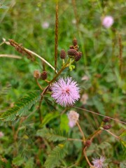 Close-up of a beautiful, fluffy pink flower of Mimosa pudica, the 