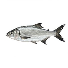Obraz premium American shad isolated on white background for educational and culinary purposes.