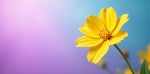 Vibrant yellow flower, soft purple-blue sky backdrop, outdoor, flower photography, botany