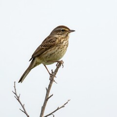 Modern black door isolated on white background for interior design and architectural projects, home improvement.