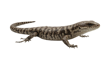 Naklejka premium Detailed Skink Portrait Scaled Reptile with Intricate Patterning and Curled Tail