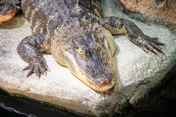 A American Alligator at a local aquarium
