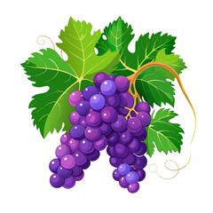 Illustration of fresh grapes grape fruit grape vine grape bunch grape leaves grape drawing grape art