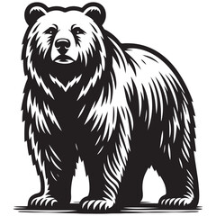 bear vector illustration