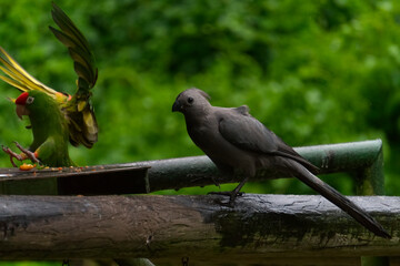A grey bird?