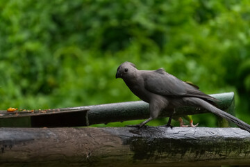 A grey bird