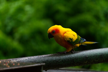 What a colorful parrot!