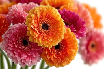  Close-up bouquet of colorful gerbera daisies © Bacot