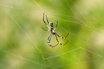 Dangerous spider!