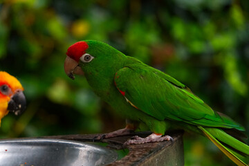 The green parrot