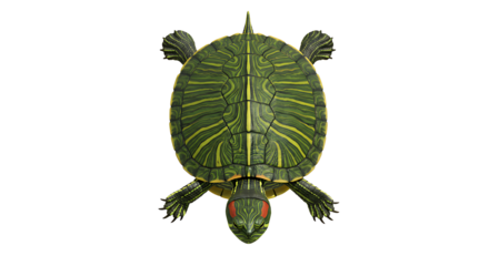 RedEared Slider Turtle Overhead View Detailed Shell Pattern
