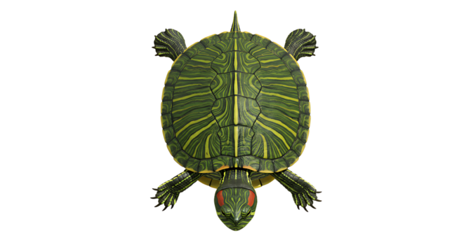 RedEared Slider Turtle Overhead View Detailed Shell Pattern