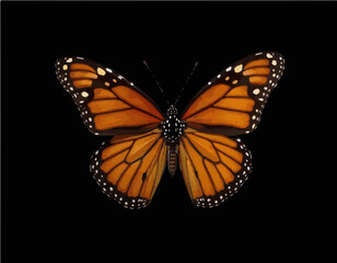 Fototapeta premium butterfly on black background