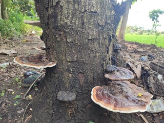 Shelf fungi growing on a tree trunk in a natural environment