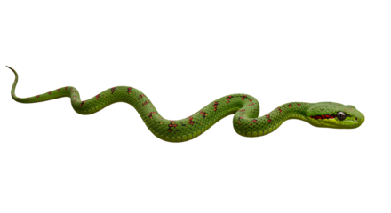 Vivid Green Pit Viper with Red Spots Curving Body and Intense Gaze