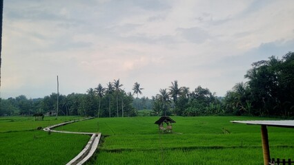 Beautiful green rice field and sky background at sunset time. Farm and agriculture harvest concept. Rice field with sunrise or sunset with sun rays.