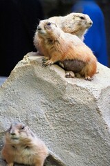 オグロプレーリードッグ