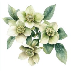 Watercolor Painting of Delicate Pale Green and White Hellebore Flowers