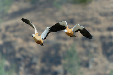 Ruddy shelduck in flight