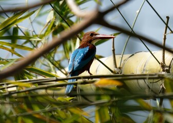 White throated kingfisher on a branch