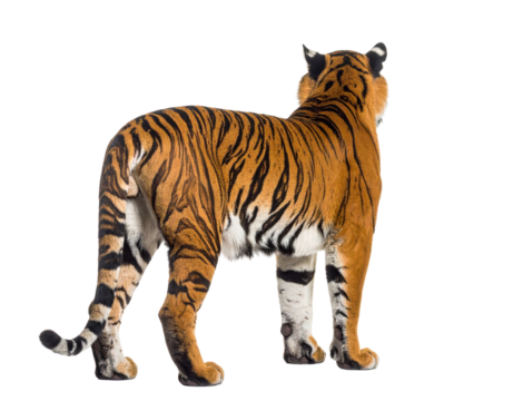 Majestic Bengal Tiger Standing with Back Turned, Isolated on White Background