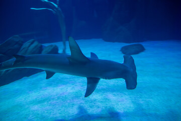 Obraz premium A Great Hammerhead at an aquarium